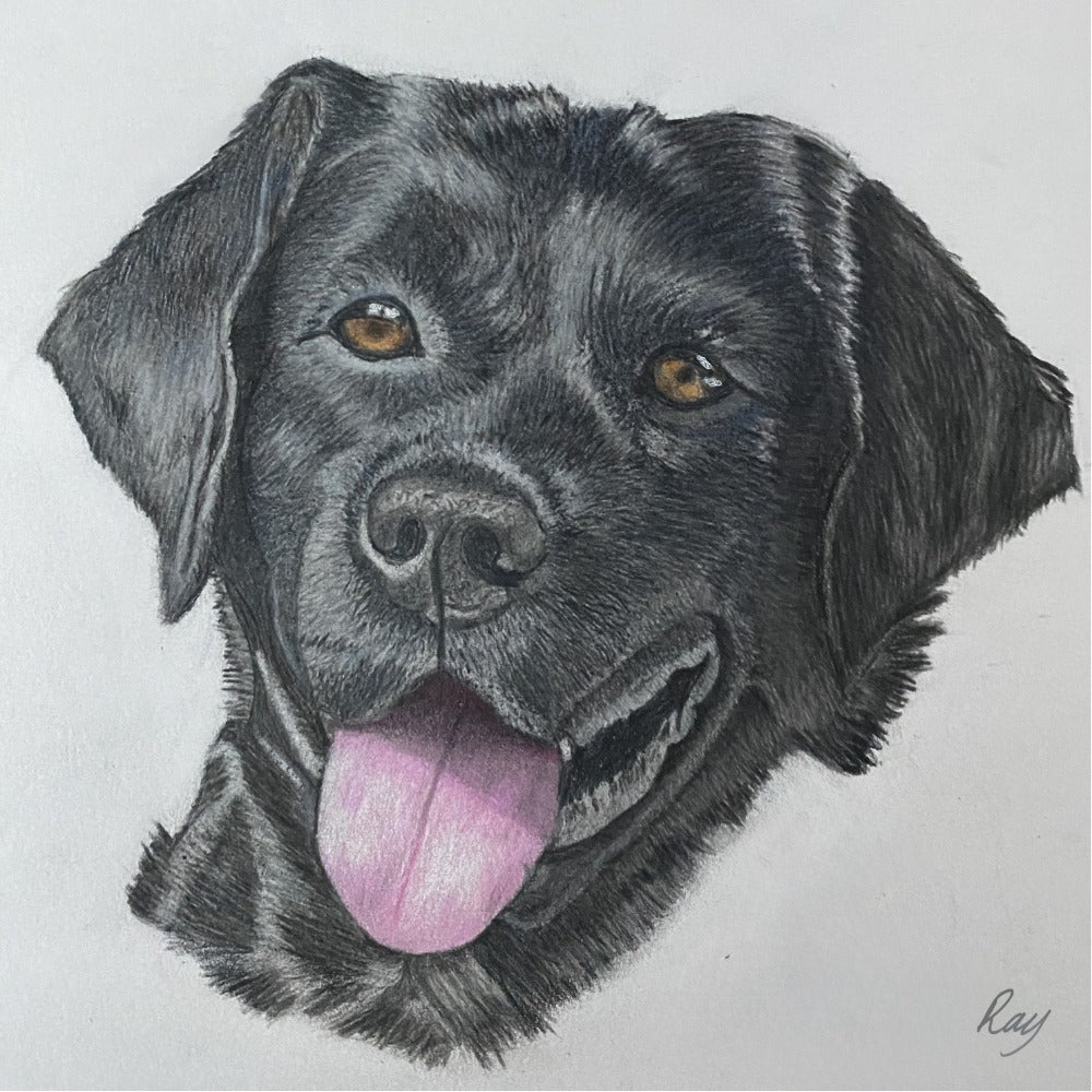 Black Labrador