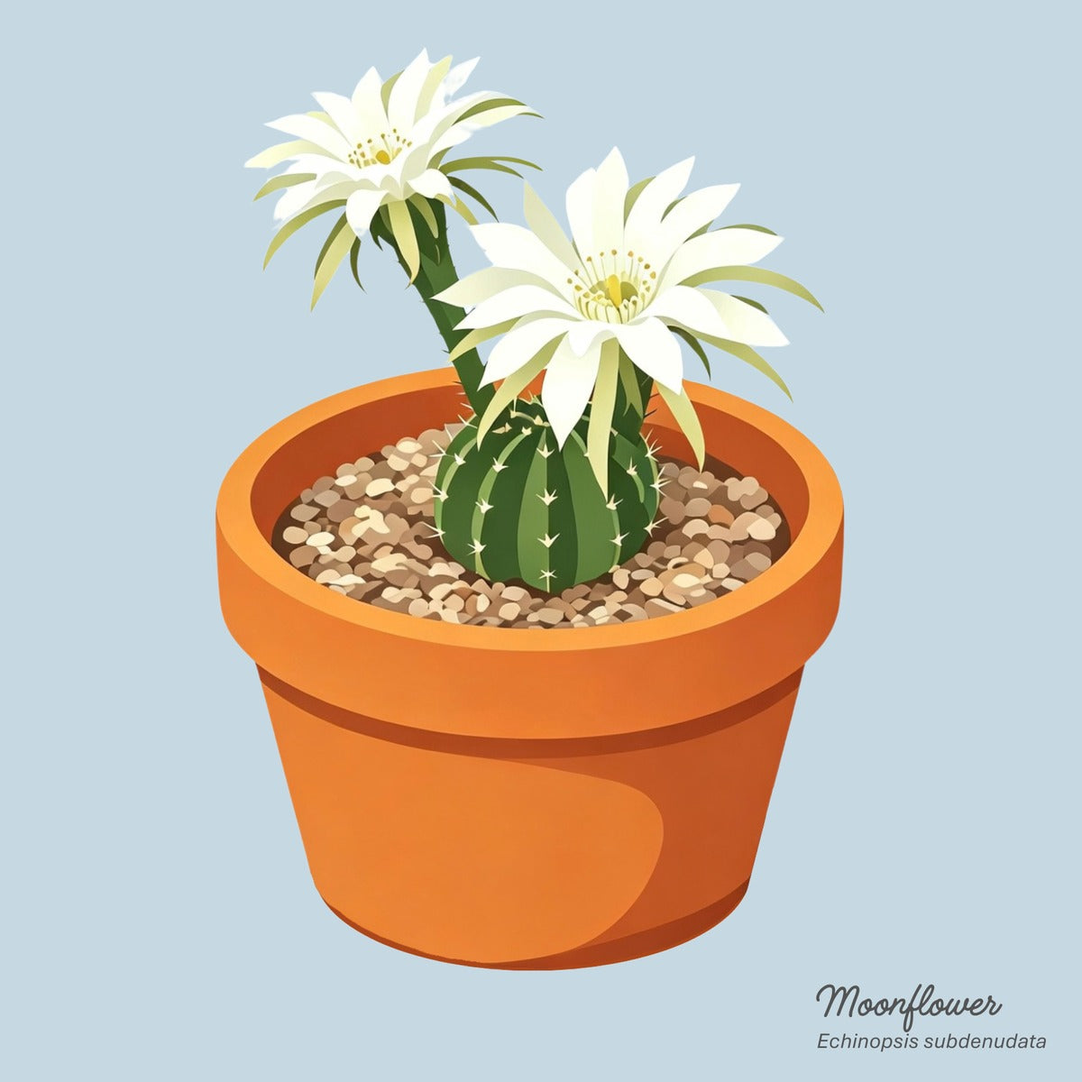 Spiny Friends