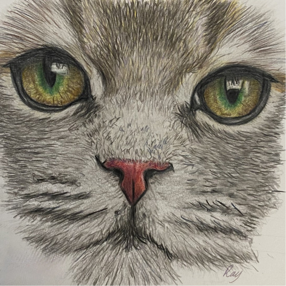 Grey Cat