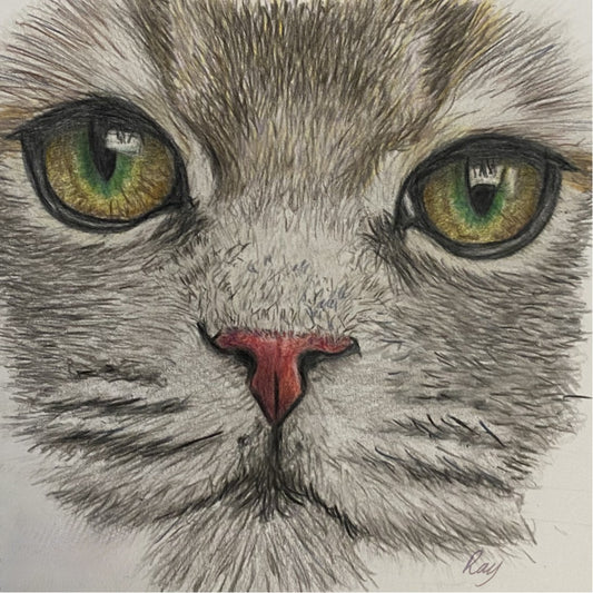 Grey Cat