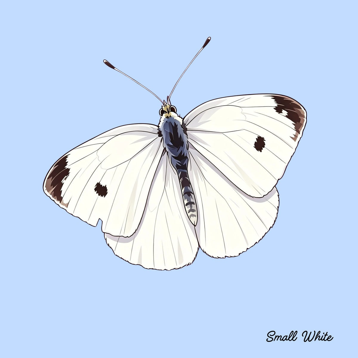 Silent Wings